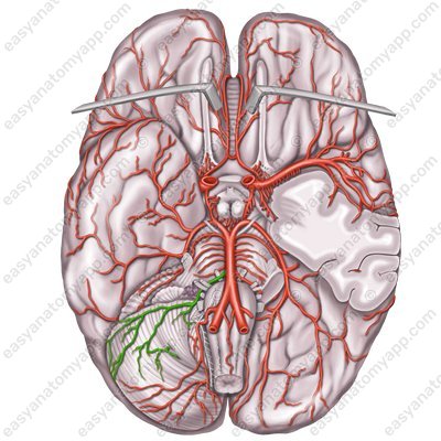Right and left anterior inferior cerebellar arteries (arteria inferior anterior cerebelli)